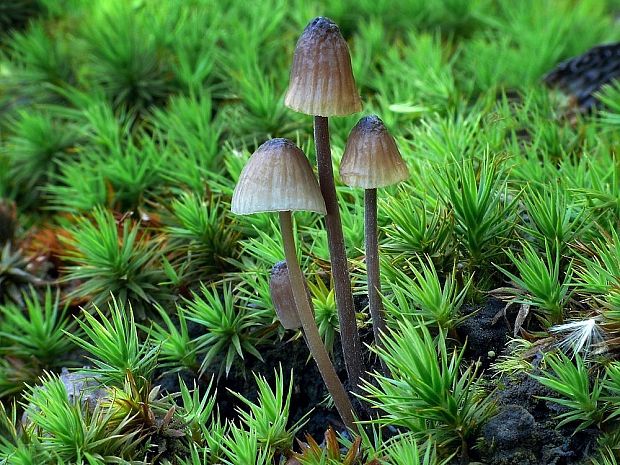 prilbička mliečna Mycena galopus (Pers.) P. Kumm.