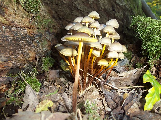 prilbička žltohlúbiková? Mycena renati? Quél.