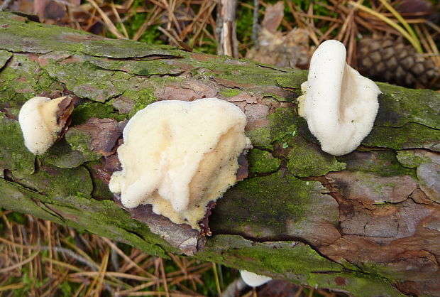 tvarohovník ? Oligoporus sp. ?