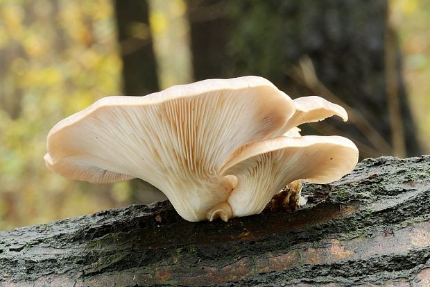 hliva dubová Pleurotus dryinus (Pers.) P. Kumm.