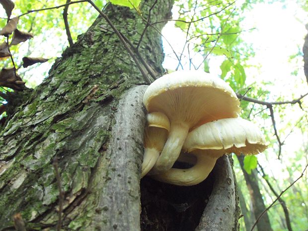 hliva buková? Pleurotus pulmonarius? (Fr.) Quél.