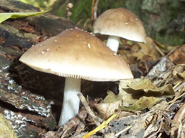 štítovka jelenia Pluteus cervinus (Schaeff.) P. Kumm.