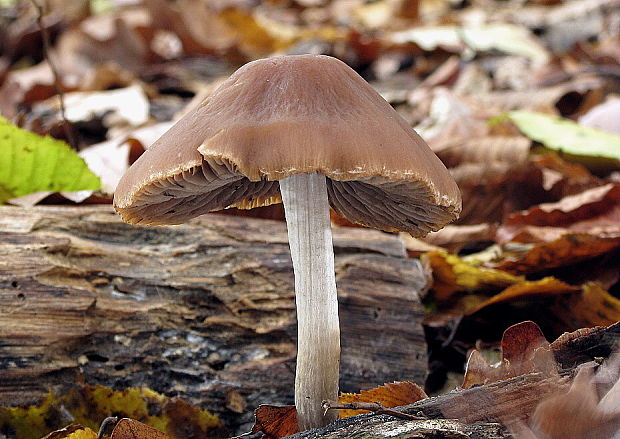 drobuľka tmavohnedá Psathyrella fusca (Schumach.) A. Pearson