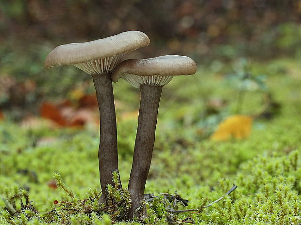 strmulica čiaškovitá Pseudoclitocybe cyathiformis (Bull.) Singer