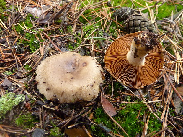 plávka Russula sp.