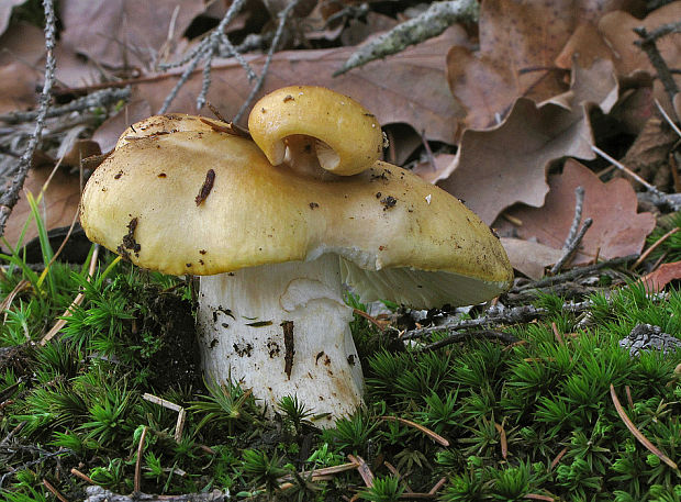 plávka Russula sp.