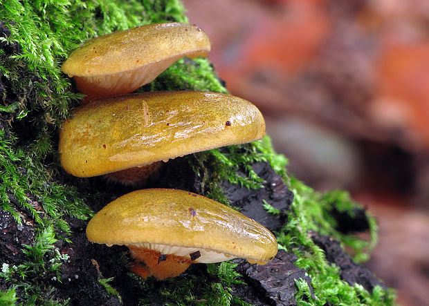 pňovka neskorá Sarcomyxa serotina (Pers.) P. Karst.