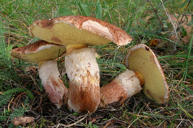 masliak duglaskový Suillus lakei (Murrill) A.H. Sm. & Thiers