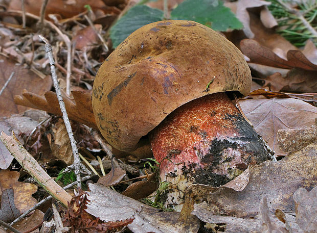 hríb zrnitohlúbikový Sutorius luridiformis (Rostk.) G. Wu & Zhu L. Yang