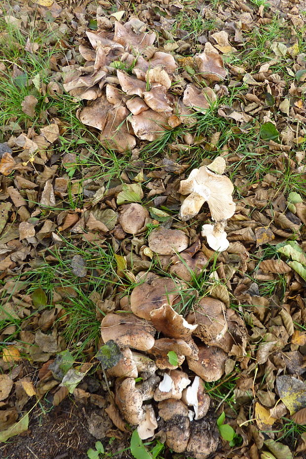 čírovka topoľová  Tricholoma populinum  J.E. Lange