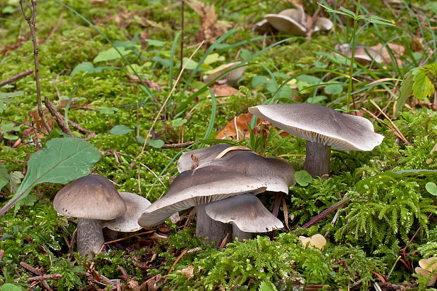 čírovka mydlová Tricholoma saponaceum (Fr.) P. Kumm.