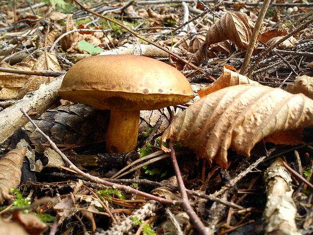 suchohríb? Xerocomus sp.?