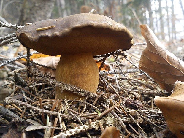 suchohríb Xerocomus sp.