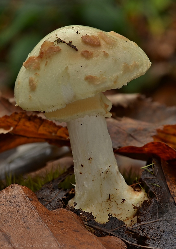 muchotrávka citrónovožltá Amanita citrina Pers.