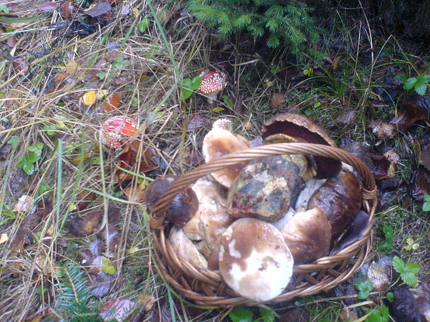 muchotrávka červená Amanita muscaria (L.) Lam.