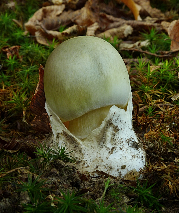 muchotrávka zelená Amanita phalloides (Vaill. ex Fr.) Link