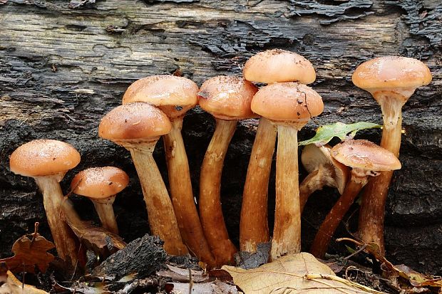 podpňovka Armillaria sp.