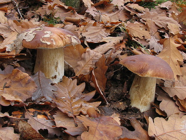 hríb smrekový Boletus edulis Bull.