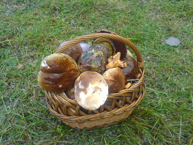 hríb smrekový Boletus edulis Bull.