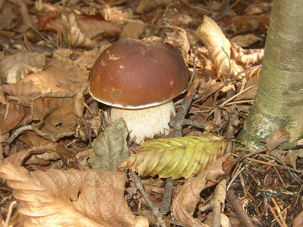 hríb smrekový Boletus edulis Bull.