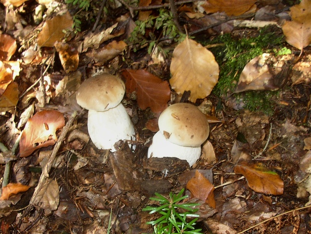 hríb smrekový Boletus edulis Bull.