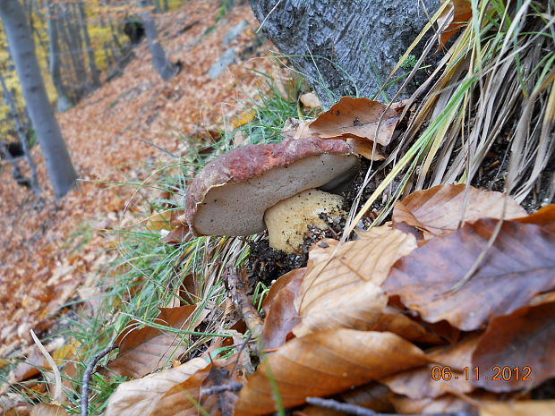 hríb sosnový Boletus pinophilus Pil. et Dermek in Pil.