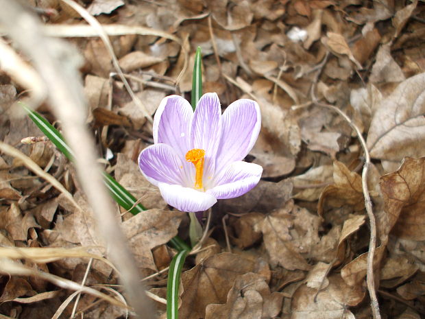 šafran jarný Crocus vernus