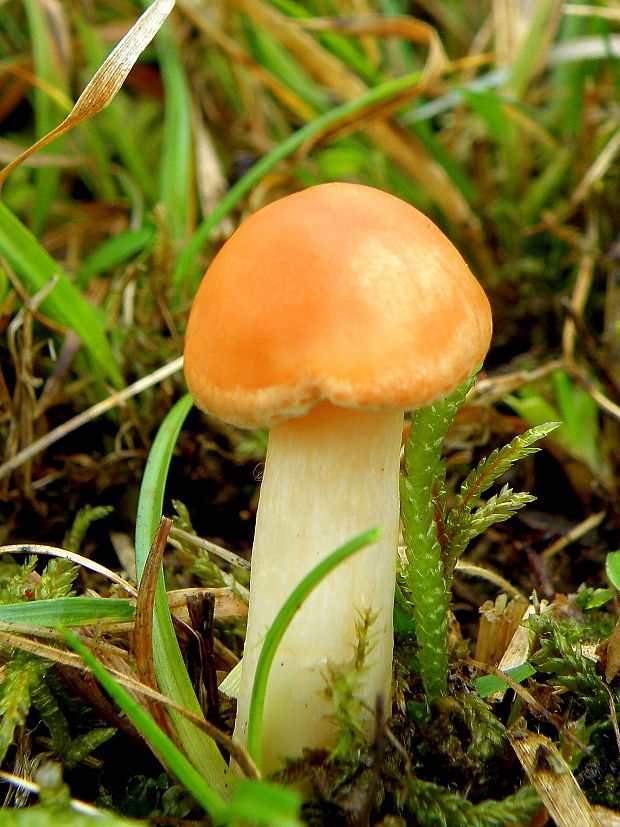 lúčnica statná Cuphophyllus pratensis (Fr.) Bon