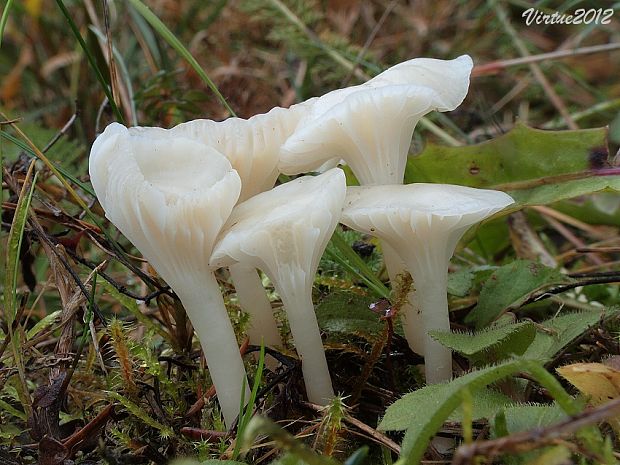 lúčnica snehobiela Cuphophyllus virgineus (Wulfen) Kovalenko