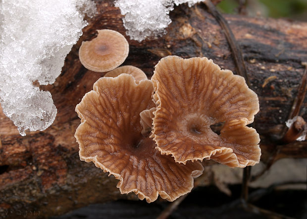 špička smradľavá Gymnopus foetidus (Sowerby) J.L. Mata & R.H. Petersen