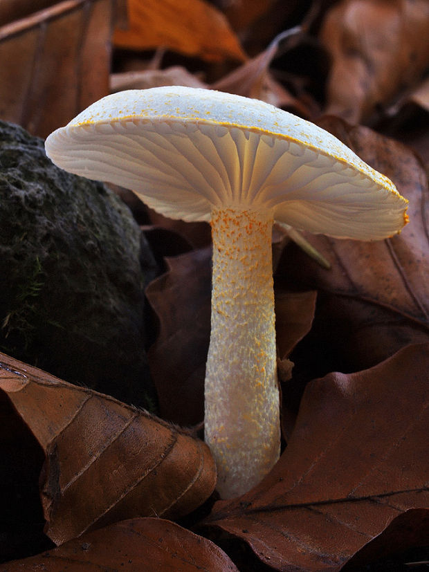 šťavnačka žltovločkatá Hygrophorus chrysodon (Batsch) Fr.