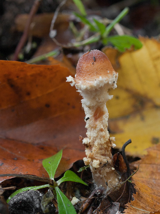 bedlička Lepiota sp.