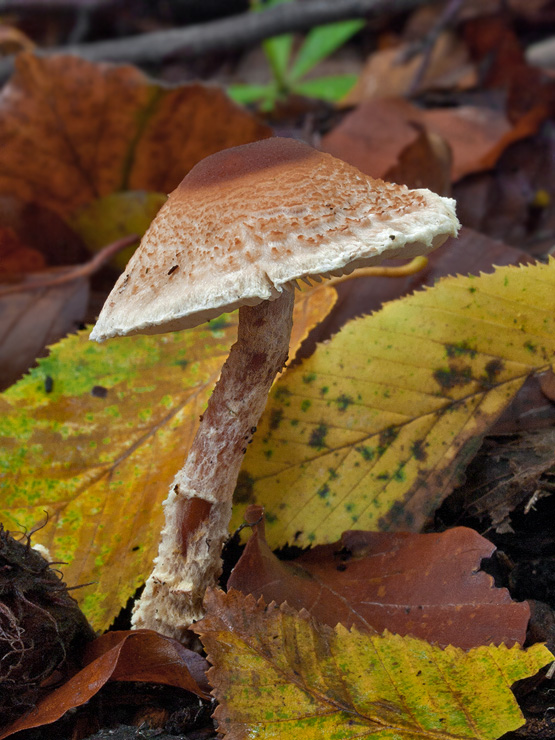 bedlička Lepiota sp.