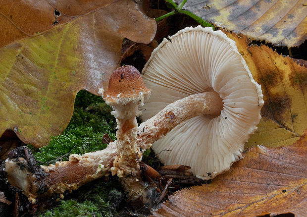 bedlička Lepiota sp.