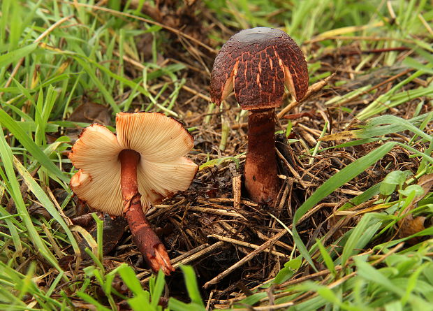 bedlica šafranovočervená Leucoagaricus croceovelutinus (Bon & Boiffard) Bon & Boiffard