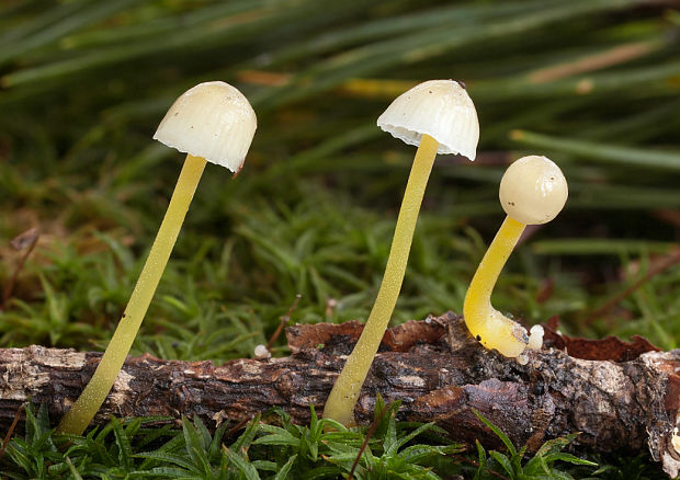 prilbička slizká Mycena epipterygia (Scop.) Gray