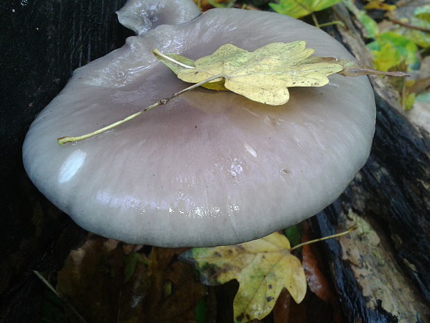 hliva ustricovitá Pleurotus ostreatus (Jacq.) P. Kumm.