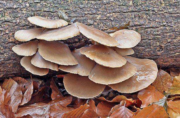 hliva Pleurotus sp.