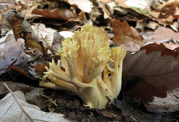 strapačka Ramaria sp.