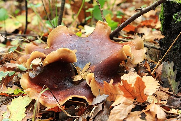 trúdnik tmavohlúbikový Royoporus badius (Pers.) A.B. De