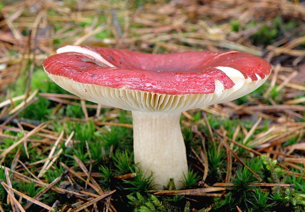 plávka vínovočervená Russula xerampelina (Schaeff.) Fr.