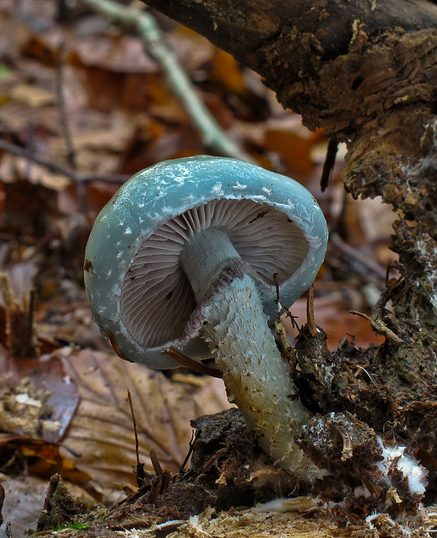 golierovka zelenkastá Stropharia aeruginosa (Curtis) Quél.