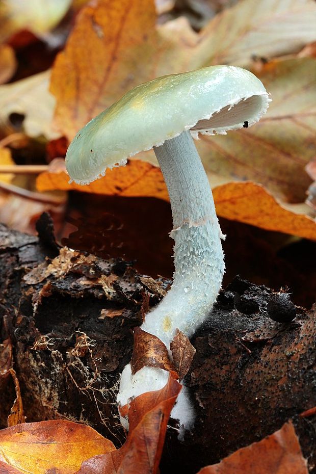 golierovka zelenomodrá Stropharia caerulea Kreisel