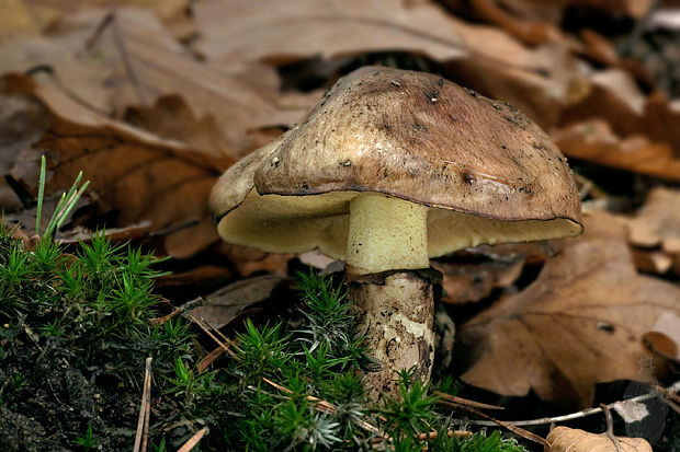 masliak obyčajný Suillus luteus (L.) Roussel