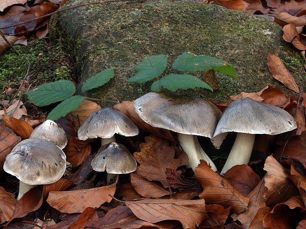 čírovka sivá Tricholoma portentosum (Fr.) Quél.