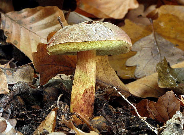 suchohríb zamatový Xerocomellus pruinatus (Fr.) Šutara