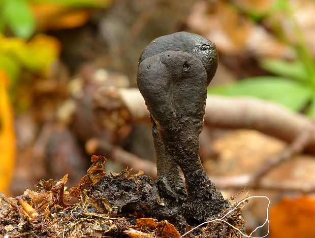 drevnatec kyjakovitý Xylaria polymorpha (Pers.) Grev.