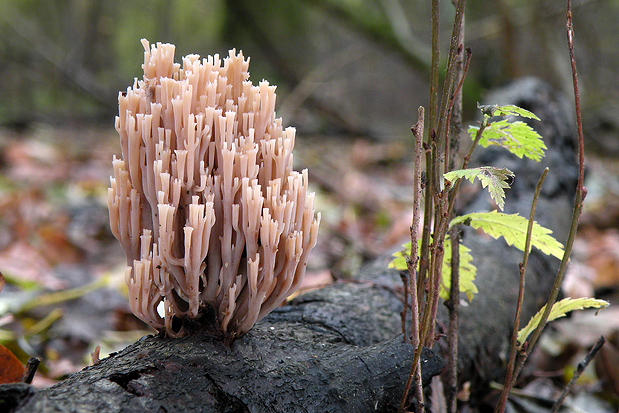 korunovec svietnikovitý Artomyces pyxidatus (Pers.) Jülich