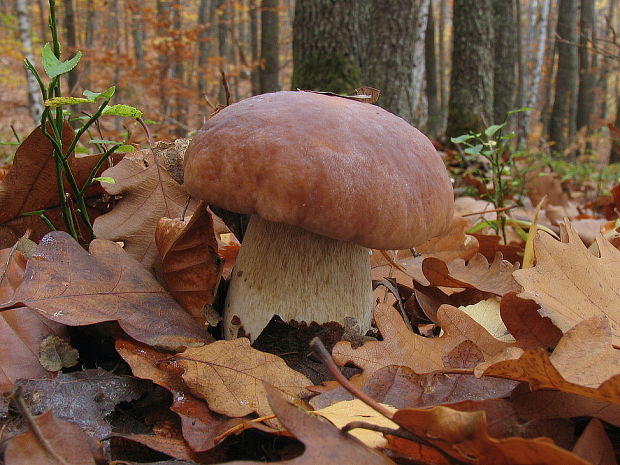 hríb smrekový Boletus edulis Bull.