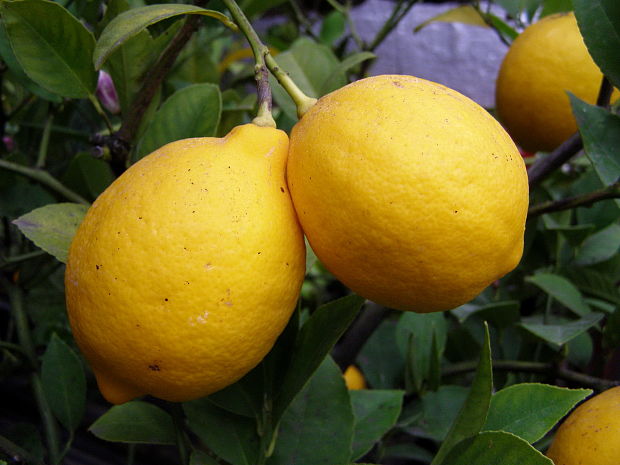 citróny Citrus limon